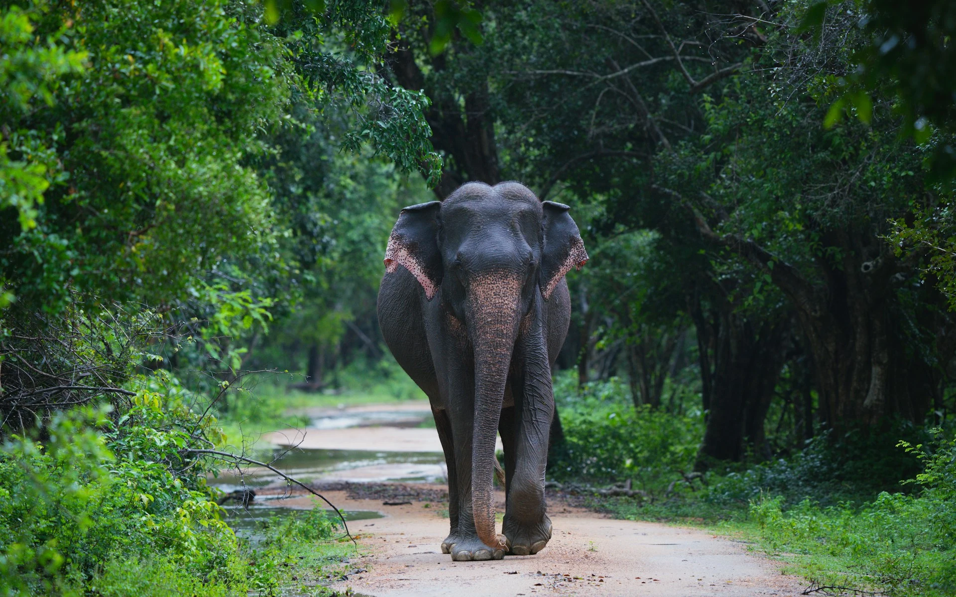 Elephants on a Sri Lankan wildlife safari